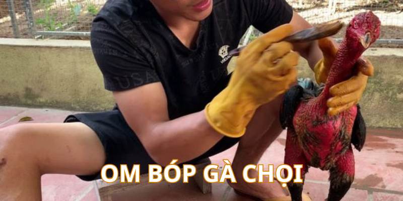 Cách Nuôi Gà Chọi Chuẩn Từ Cao Thủ - Cẩm Nang Mới Nhất 5 Thực hiện om bóp là cách nuôi gà chọi không thể thiếu